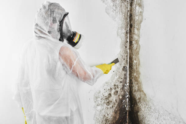 Best Residential Mold Removal  in Corydon, IN