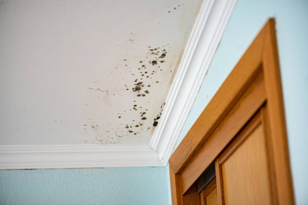Best Commercial Mold Removal  in Corydon, IN