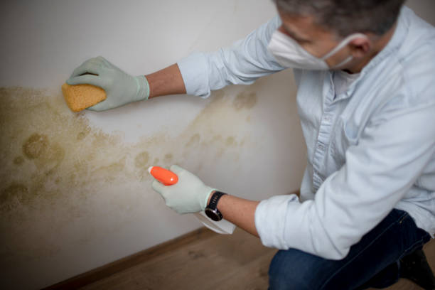 Best Mold Cleaning Services  in Corydon, IN