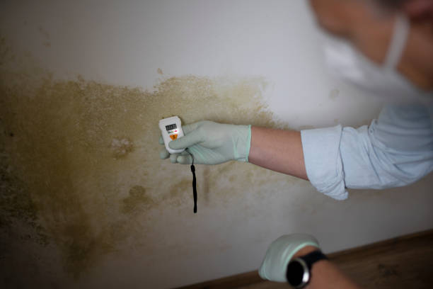 Best Mold Remediation Experts  in Corydon, IN