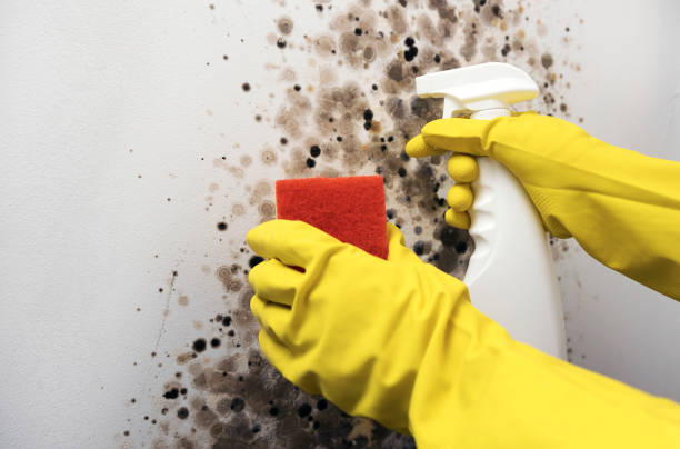 Best Commercial Mold Removal  in Corydon, IN