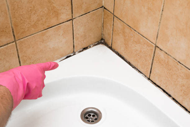 Best Mold Damage Repair  in Corydon, IN